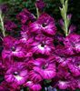 Bulbi Gladiole Nairoby Rufle