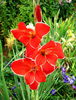 Bulbi Gladiole Atom