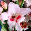 Bulbi Gladiole Elvira