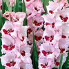 Bulbi Gladiole Wine and Roses
