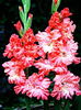 Bulbi Gladiole You Two Frizzle