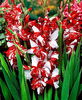 gladiola zizanie1