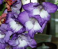 Bulbi Gladiole Blue Isle