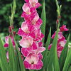 Bulbi Gladiole Invitation