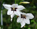 Bulbi Gladiole Stelate (Acidanthera)