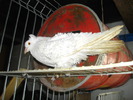 IMGP3355