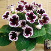 Bulbi Gloxinia Kaiser Wilhelm