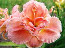 Bulbi Hemerocallis Double Dream