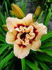 Bulbi Hemerocallis Roswitha