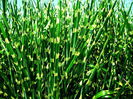Bulbi Miscanthus Sinensis Zebrinus (Iarba decorativa)