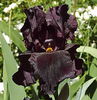 Bulbi Iris Black Night (Stanjenel)