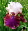 Bulbi Iris Burgermeister (Stanjenel)