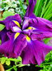 Bulbi Iris Wine Ruffles (Stanjenel)
