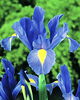 Bulbi Iris Sapphire Beauty (Stanjenel)