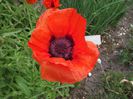 Bulbi Mac Oriental (Papaver)