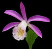 Bulbi Pleione Formosana (Orhidee)
