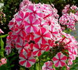 Bulbi Phlox Peppermint Twist