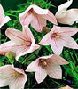 Bulbi Platycodon Fuji Pink