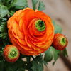 Bulbi Ranunculus Portocaliu (Piciorul Cocosului)