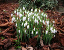 poze-cu-flori-de-primavara-imagini-cu-ghiocei-galanthus-nivalis-09