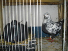 IMGP3379