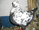 IMGP3380