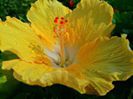 danny s yellow diamond fl 1 
