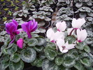 cyclamen 2010