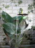 Anthurium black queen-59ron