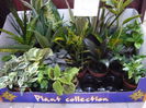 orice planta 10 lei