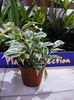 ficus benjamin-rezervat ancuta-