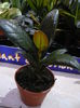 ficus-rezervat alinaaaa