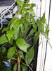 cestrum parqui