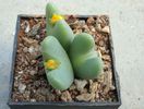 Conophytum bilobum (Marloth) N.E.Br. 1922.