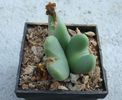 Conophytum bilobum (Marloth) N.E.Br. 1922.