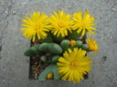 Conophytum bilobum (Marloth) N.E.Br. 1922.