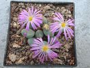 Conophytum ectypum N.E.Br.1925