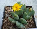 Conophytum elishae (N.E.Br.) N.E.Br.1922. (2)