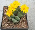 Conophytum elishae (N.E.Br.) N.E.Br.1922. (5)