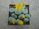 Conophytum flavum N.E.Br. 1927. (5)