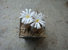 Conophytum friedrichiae (Dinter) Schwantes 1927. (8)
