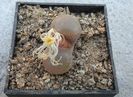 Conophytum friedrichiae (Dinter) Schwantes 1927. (9)