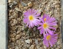 Conophytum klinghardtense subsp. baradii (Rawe) S.A.Hammer 1993. (1)