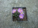 Conophytum klinghardtense subsp. baradii (Rawe) S.A.Hammer 1993. (3)