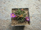 Conophytum klinghardtense subsp. baradii (Rawe) S.A.Hammer 1993. (7)