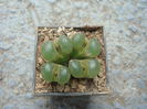 Conophytum limpidum S.A.Hammer 1993. (0)