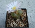 Conophytum limpidum S.A.Hammer 1993. (1)