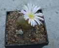 Conophytum limpidum S.A.Hammer 1993. (2)
