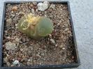Conophytum limpidum S.A.Hammer 1993. (3)