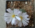 Conophytum limpidum S.A.Hammer 1993. (5)
